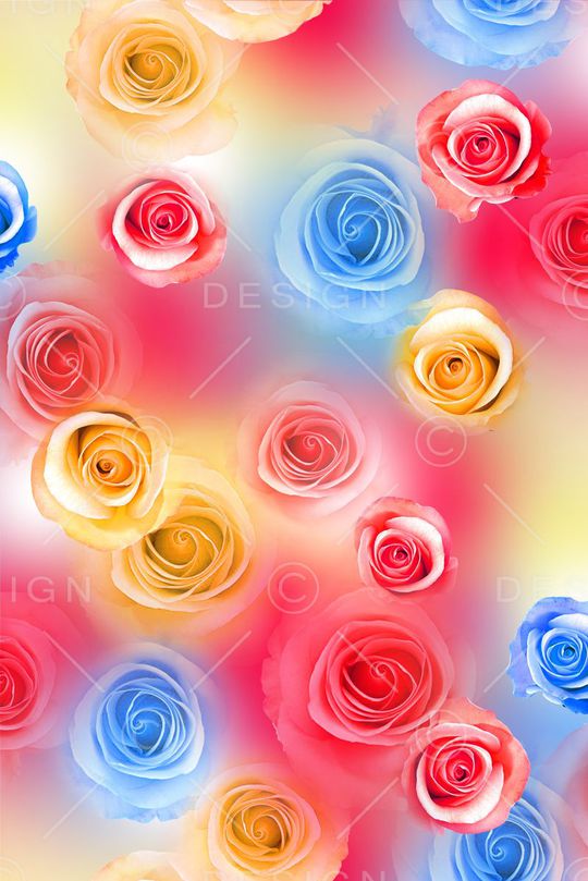 玫瑰花印花华亿平台图片