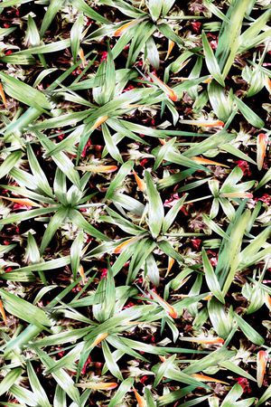 沙滩裤印花华亿平台图片