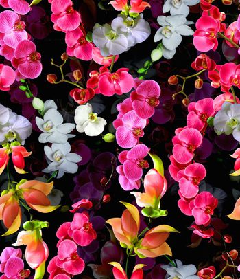 479901-欧美流行时尚花藤蝴蝶兰花卉印花 -