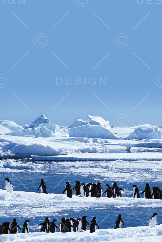 冰雪印花华亿平台图片