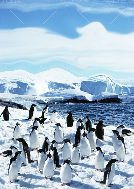 冰雪印花华亿平台图片