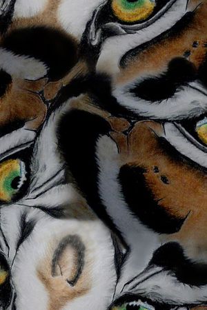 动物印花华亿平台图片