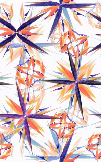 482816-大牌几何天堂鸟鹤望兰