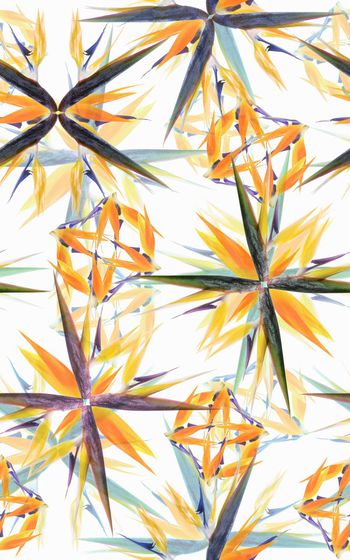 482826-大牌几何天堂鸟鹤望兰