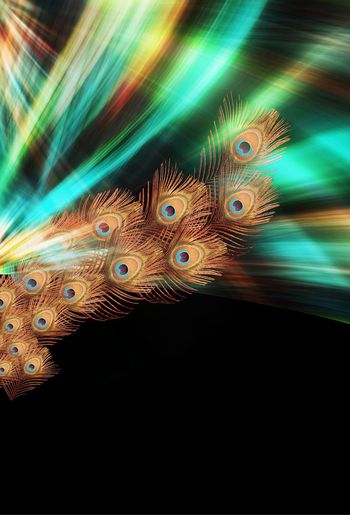 482830-一束光下的羽毛定位花