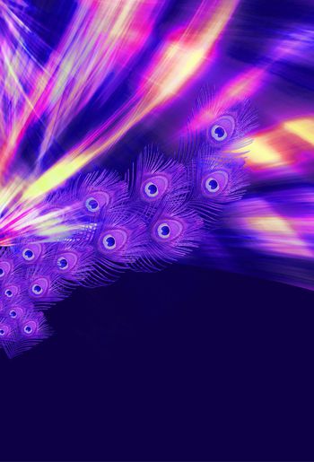 482831-羽毛定位花