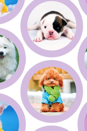 动物印花华亿平台图片