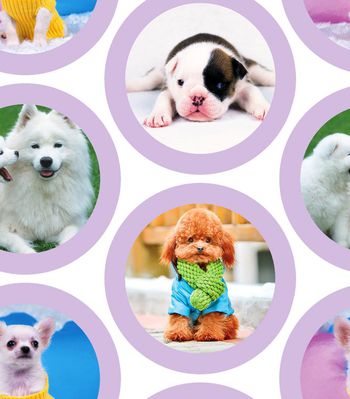 483384-流行时尚可爱圈圈狗狗印花 童装印花