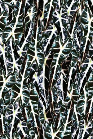 奇异印花华亿平台图片