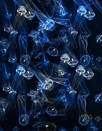 484189-水母  海洋风格  深海元素  动