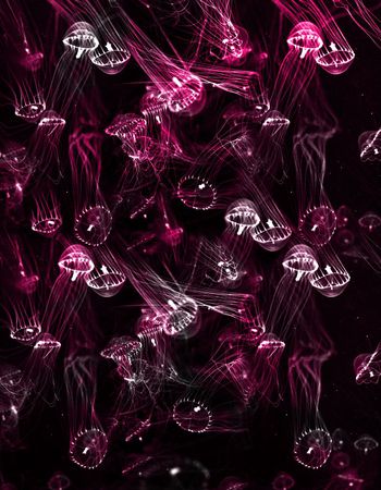 484200-水母  海洋风格  深海元素  动