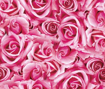 484281-欧美流行时尚照片景观水珠玫瑰花卉印