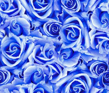 484282-欧美流行时尚照片景观玫瑰花卉印花