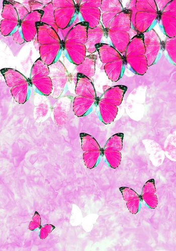 484405-蝴蝶 定位