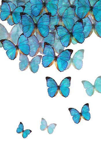 484406-蝴蝶 定位