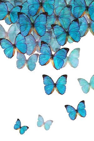 蝴蝶印花华亿平台图片