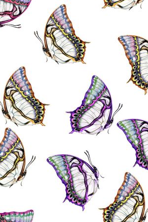 蝴蝶印花华亿平台图片