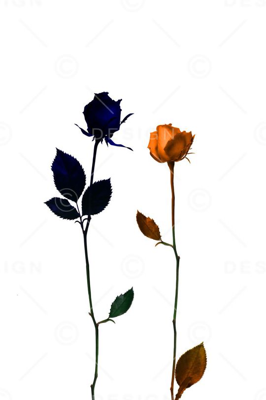 L.D~渐变印花华亿平台图片