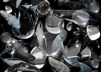 487422-	潮流时尚鲸鱼水泡创意数码印花