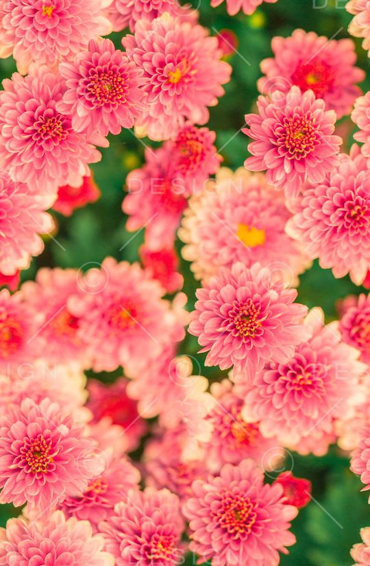 潮流时尚花印花华亿平台图片