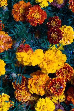 时尚花蕾 花卉印花华亿平台图片