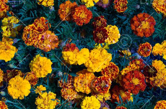 时尚花蕾 花卉印花华亿平台图片