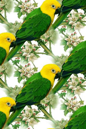 花鸟印花华亿平台图片