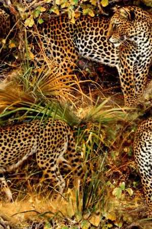 动物纹印花华亿平台图片