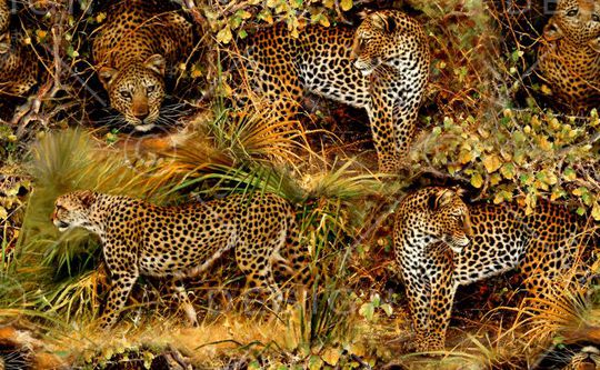 动物纹印花华亿平台图片