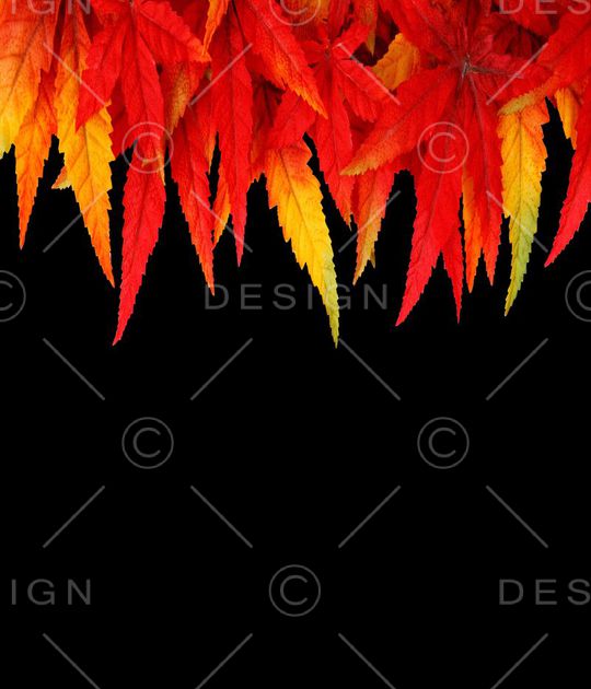 时尚枫叶印花华亿平台图片