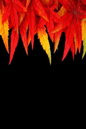 时尚枫叶印花华亿平台图片