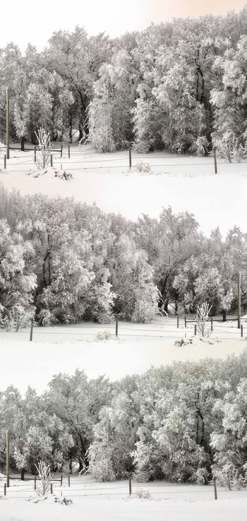 489108-时尚原创冬季霜露自然景观风景印花