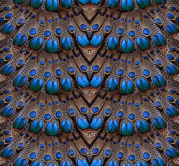 489446-孔雀羽毛肌理