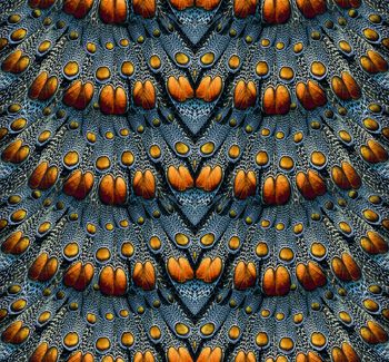 489447-孔雀羽毛肌理