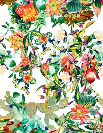 489499-原创植物仙人掌花卉