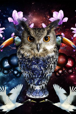 猫头鹰印花华亿平台图片