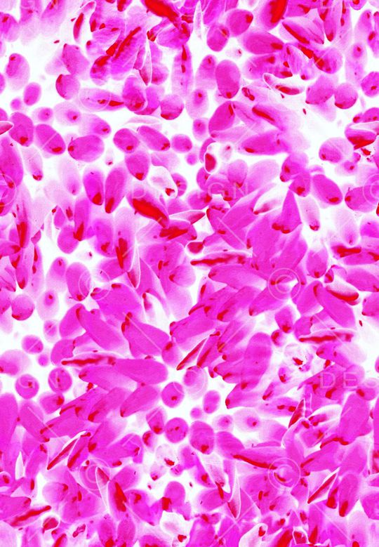 时尚印花华亿平台图片