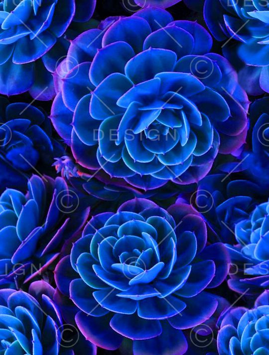 流行时尚印花华亿平台图片