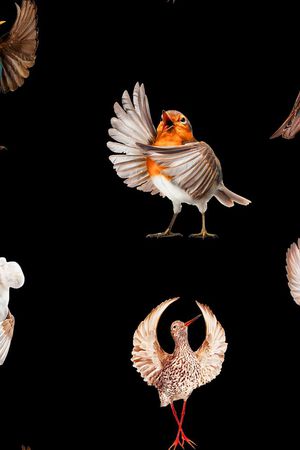 歌唱者鸟雀印花华亿平台图片