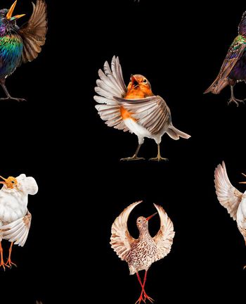 491760-流行时尚照片景观歌唱者鸟雀印花