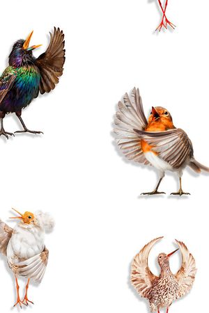 歌唱者鸟雀印花华亿平台图片