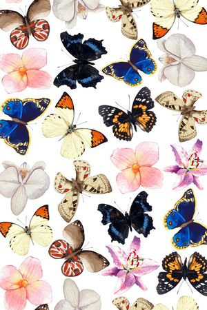 蝴蝶印花华亿平台图片