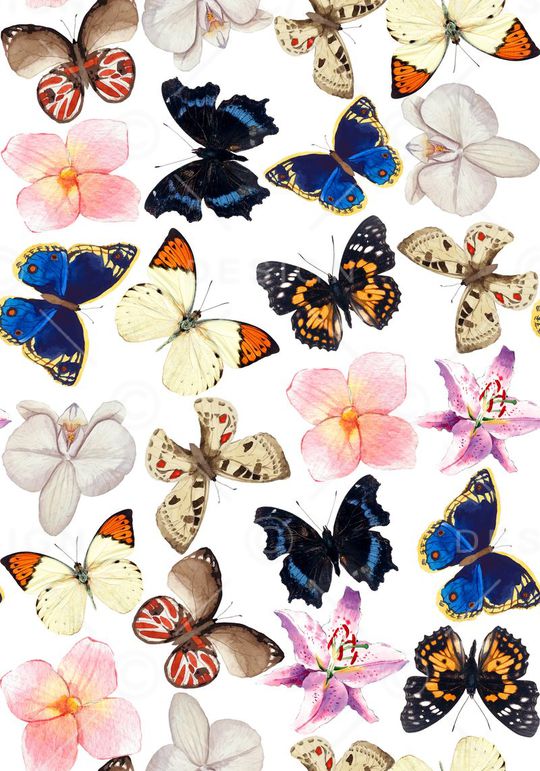 蝴蝶印花华亿平台图片