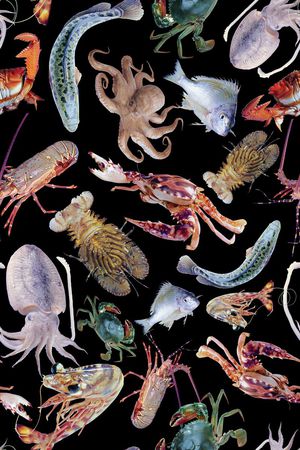 动物印花华亿平台图片