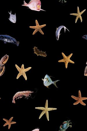 动物印花华亿平台图片