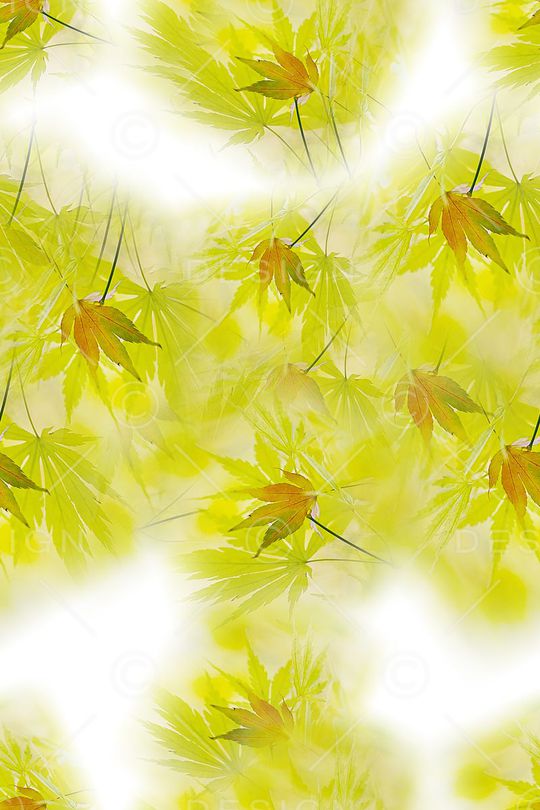 大牌印花华亿平台图片