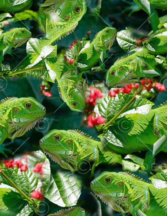 动物世界印花华亿平台图片