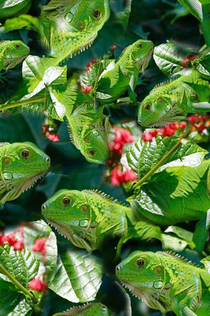 动物世界印花华亿平台图片