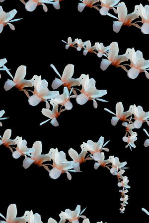 黑底印花华亿平台图片