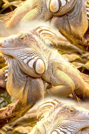 大龙蜥蜴印花华亿平台图片